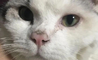 猫鼻子上长黑色结块是猫藓吗