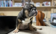 狗狗腹水的病因有哪些