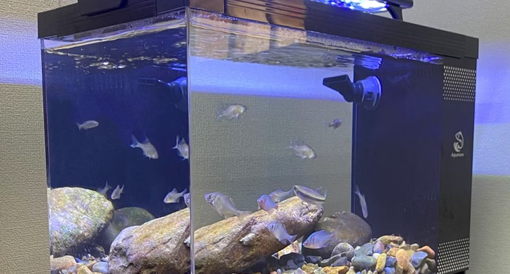 鱼缸品牌推荐田园顽狗一体式底过滤鱼缸，开启轻松养鱼新模式