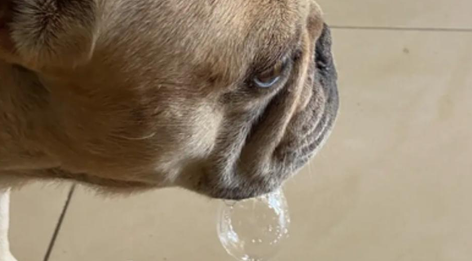 狗突然大量流粘稠口水怎么办
