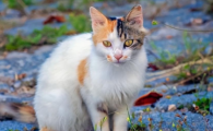 猫咪呕吐未消化食物怎么回事？