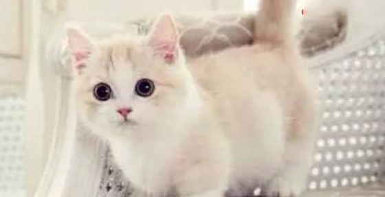 猫咪拉稀呕吐需要禁食吗