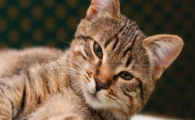 猫咪频繁半夜跑酷，是作息紊乱引发的神经亢奋吗？