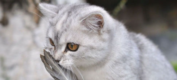 猫咪为什么会频繁舔舐身体局部毛发？如何改善局部瘙痒？