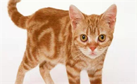 美国硬毛猫多少钱一只?一篇详解市场价与品种特点