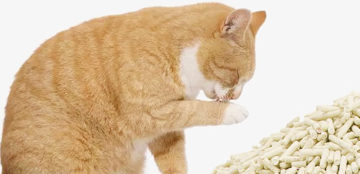 猫砂品牌推荐——帝芙猫砂高效除臭，告别居家异味烦恼