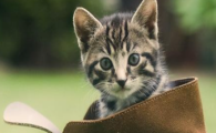 猫咪频繁眯眼晒太阳？是眼部畏光干涩吗？