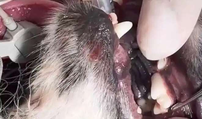 宠物狗术后发现被拔13颗牙，涉事医生事发后一个月已离职