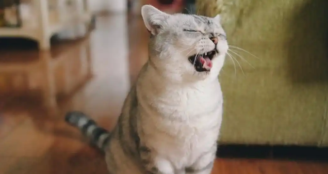 猫咪弓形虫病会传染人吗 猫咪弓形虫病会传染人吗