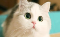 猫咪舔毛只舔半身，是躯体感知不对称吗？