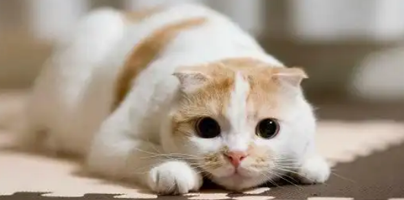 猫咪频繁打喷嚏流鼻涕是什么病症