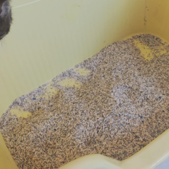 极速结团锁水猫砂哪个好?优狐猫砂,省心易清理 极速结团锁水猫砂哪个好?优狐猫砂,省心易清理
