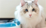 猫咪呼吸道感染该怎么缓解不适