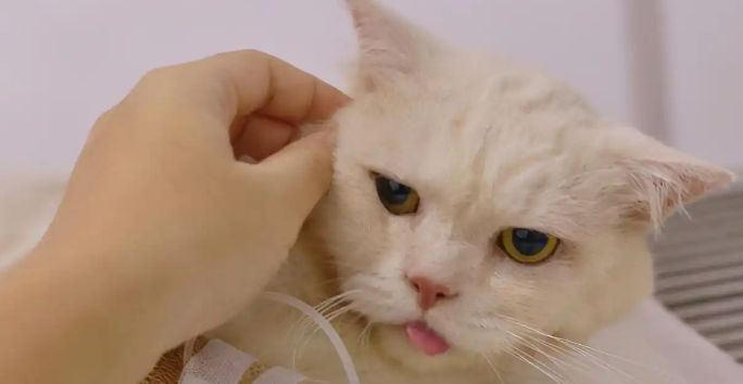 猫咪肠胃炎恢复期喂食什么食物 猫咪肠胃炎恢复期喂食什么食物