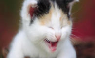 猫咪喝水总呛咳，是会厌软骨协调不良吗？