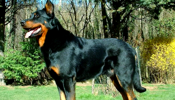 法国狼犬：一种具有独特魅力的本土犬种