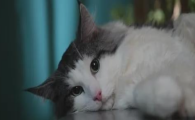猫咪不爱晒太阳怕强光？是眼部畏光症吗？