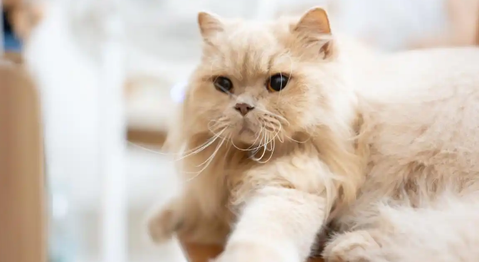 猫咪走路跛行不愿活动是关节发炎了吗 猫咪走路跛行不愿活动是关节发炎了吗
