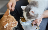 猫咪挑食不爱吃猫粮怎么办？