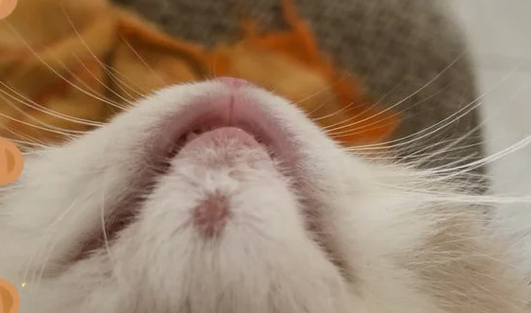 猫下巴有块硬硬的东西怎么回事