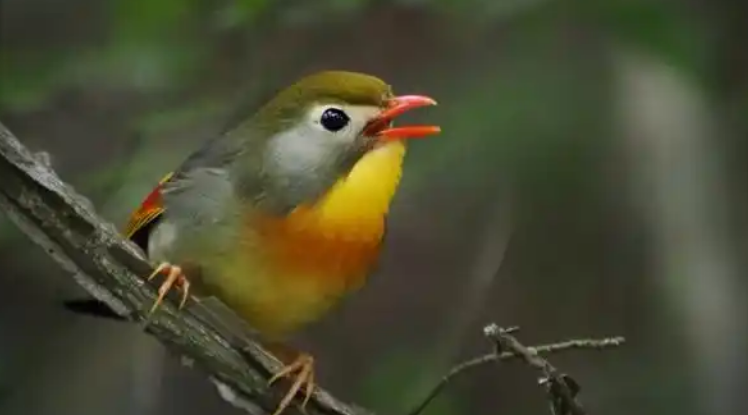 相思鸟的寿命有多久?快来了解一下吧~ 相思鸟的寿命有多久?快来了解一下吧~