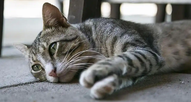 未绝育母猫子宫蓄脓有什么表现