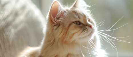 猫咪吃饭总是掉粮撒粮？是咬合异常导致的吗？