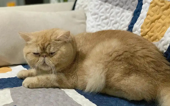猫咪走路瘸但是能跑能跳怎么办