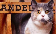 猫咪长期舔舐毛发不吐毛，会引发慢性肠道淤毛吗？