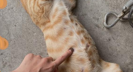 猫咪肚子有硬块怎么处理