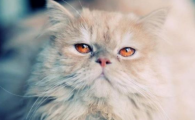猫咪舔舐皮肤是瘙痒的表现吗？