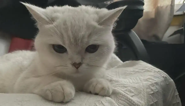 2个月小猫的猫瘟存活率高吗
