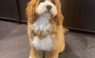 猫犬皮肤喷剂选哪个？拜宠卫PESOWY温和无刺激，无毒可舔