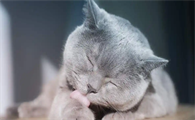 耳螨会造成猫咪频繁抓挠耳朵吗