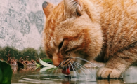 猫咪脱水有哪些明显症状？