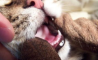 猫咪流口水多是口腔疾病吗？
