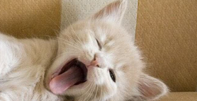 猫咪频繁夜间嚎叫,是认知功能退化吗? 猫咪频繁夜间嚎叫,是认知功能退化吗?