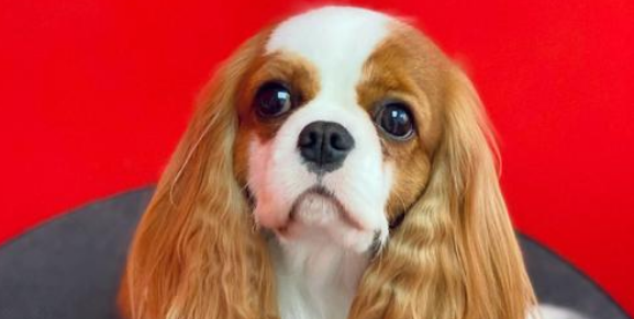 骑士查理王小猎犬怎么分公母？主要是这三点