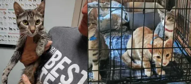 流浪猫死守塑料箱不肯走，真相让人鼻酸