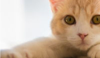 猫咪触碰后背就炸毛闪躲,是背肌筋膜损伤吗? 猫咪触碰后背就炸毛闪躲,是背肌筋膜损伤吗?