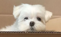 狗狗长期喝水过少，会引发尿液结晶堆积问题吗？