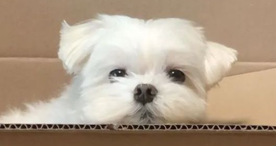 狗狗长期喝水过少，会引发尿液结晶堆积问题吗？
