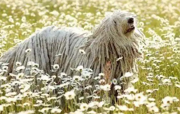 可蒙犬为啥被称为 “伪装大师”?一身毛发藏起小秘密 可蒙犬为啥被称为 “伪装大师”?一身毛发藏起小秘密