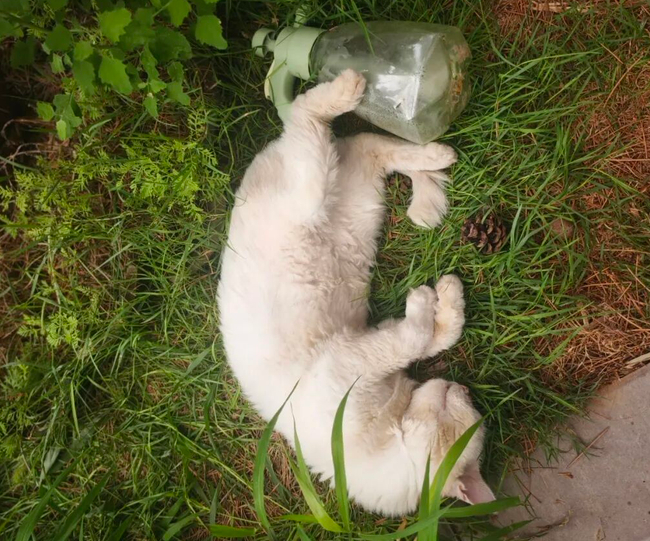 六祖景区的毛孩子们，打上了今年的狂犬疫苗