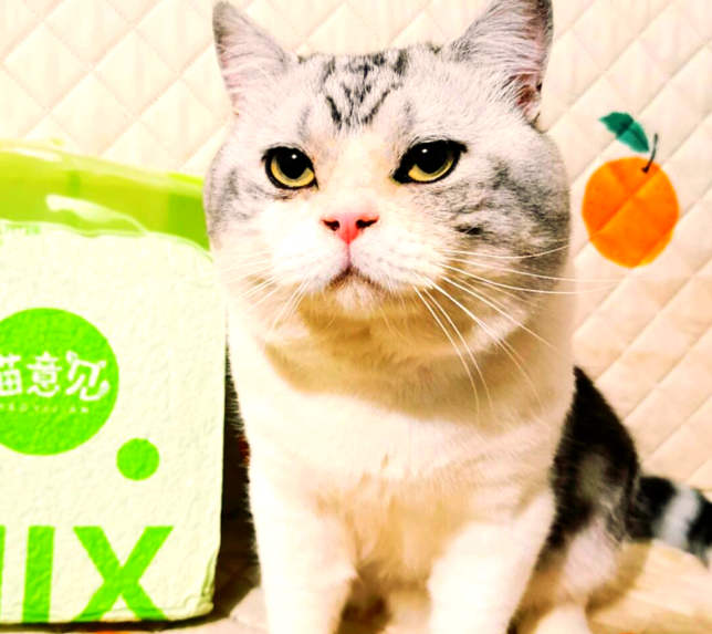新手铲屎官必看:猫意见科普猫砂挑选与使用全攻略 新手铲屎官必看:猫意见科普猫砂挑选与使用全攻略