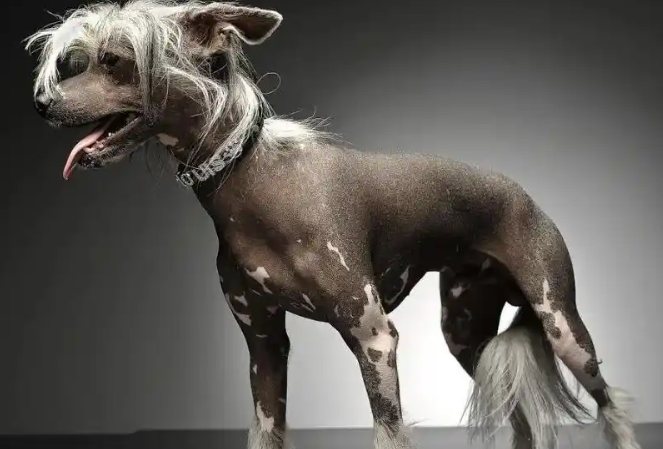 多次获得世界最丑狗狗大奖的狗——中国冠毛犬！