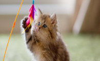 经常大声惊吓猫咪,猫咪胆小炸毛是神经敏感亢进吗?