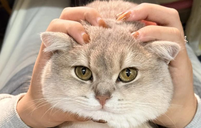 撸猫当心“猫立克次体感染”!初期症状似感冒 撸猫当心“猫立克次体感染”!初期症状似感冒