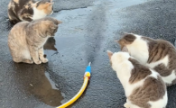 低尘猫砂品牌哪个好？酷特猫砂原生细颗粒，人宠居家安心首选