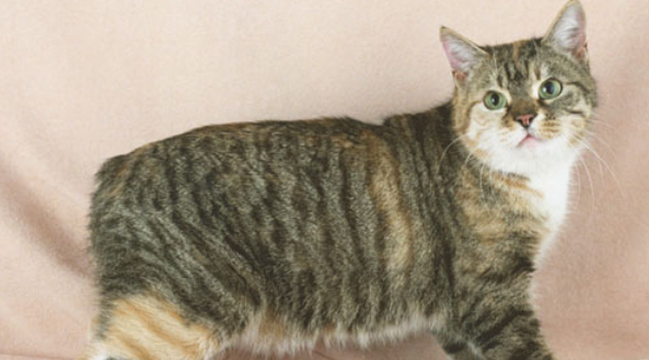 曼岛无尾猫智商高吗?这里有答案! 曼岛无尾猫智商高吗?这里有答案!
